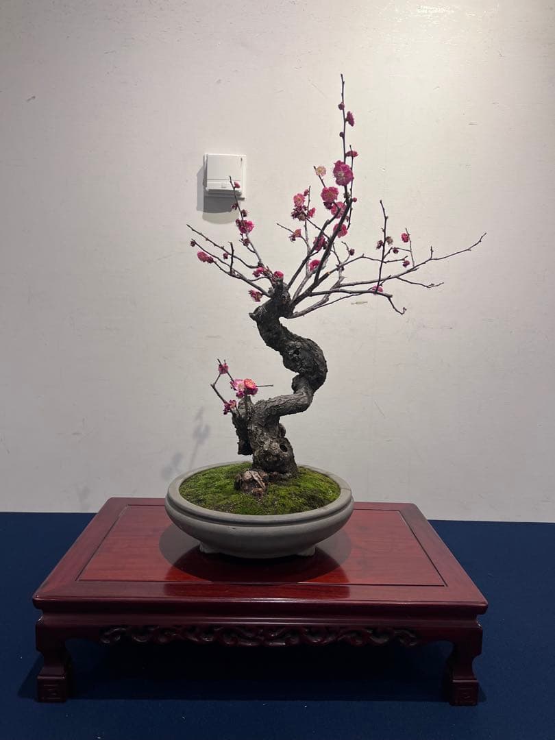 盆栽　紅梅　梅