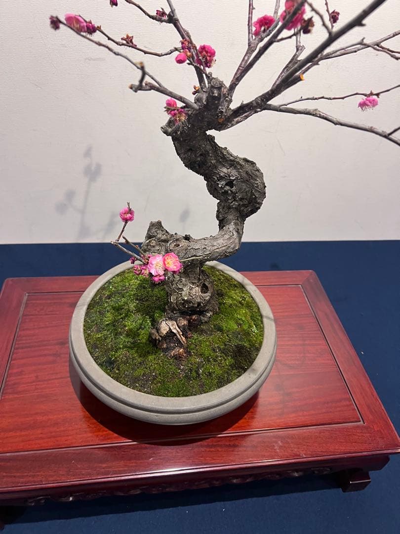 盆栽　紅梅　梅