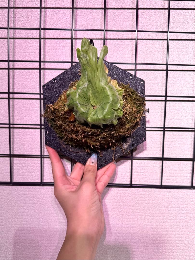 P. Wandae Dwarf&Curling ワンダエドワーフ ビカクシダ