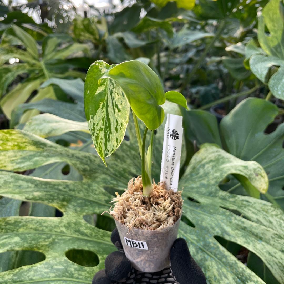 MB11 モンステラ　デリシオーサ　ベトシオーサ　2寸ポリポット　ネコポス発送