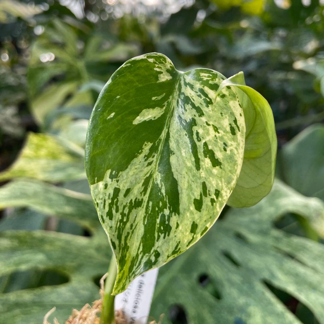 MB11 モンステラ　デリシオーサ　ベトシオーサ　2寸ポリポット　ネコポス発送