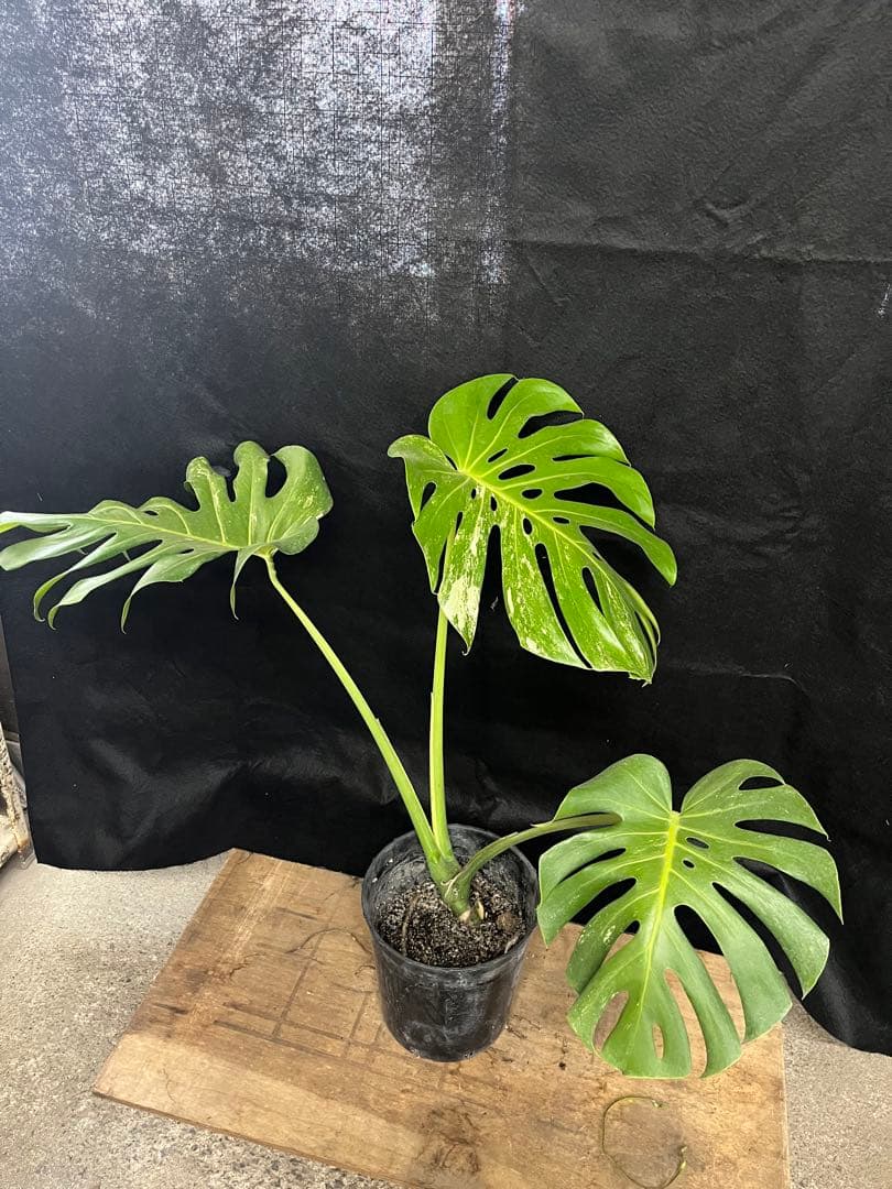 希少　斑入り　モンステラ　デリシオーサ　艶姿　白　ホワイト　散り斑