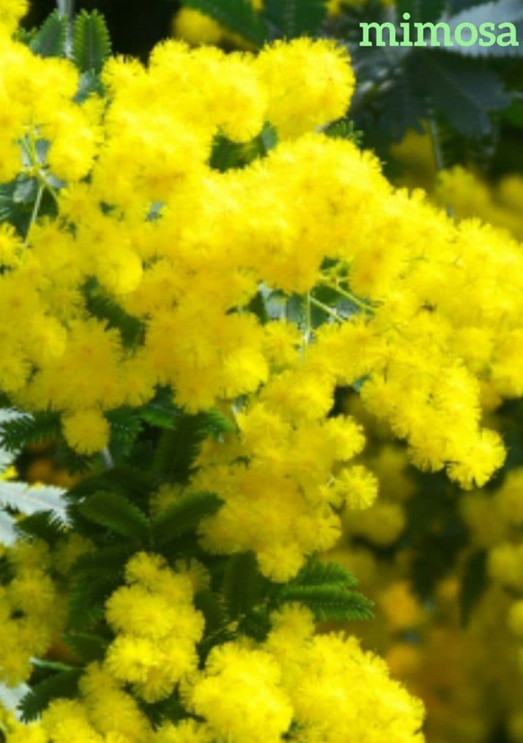ミモザ　アカシア　　苗木　　　　　　　　　（ロングサイズです）