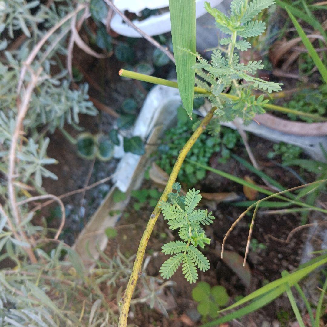 ミモザ　アカシア　　苗木　　　　　　　　　（ロングサイズです）