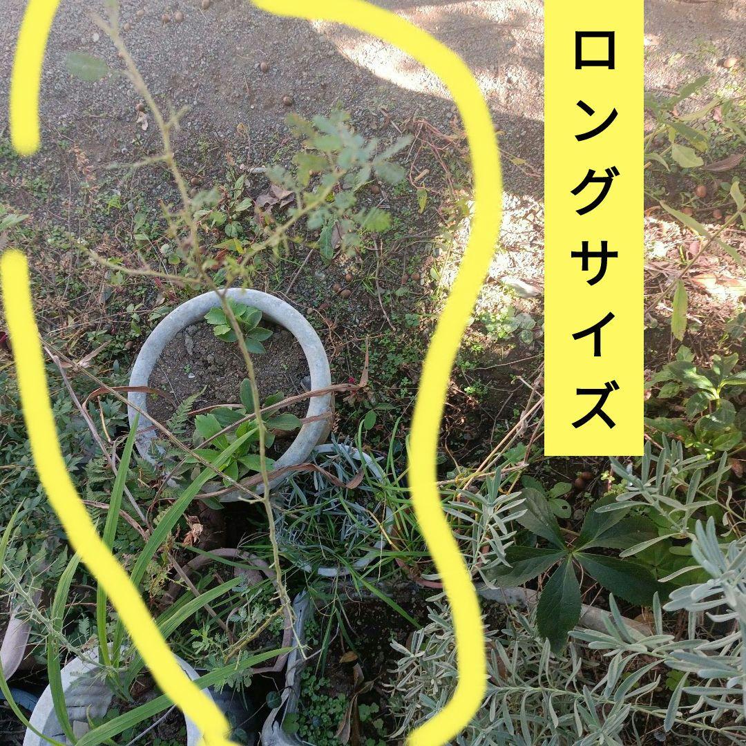 ミモザ　アカシア　　苗木　　　　　　　　　（ロングサイズです）