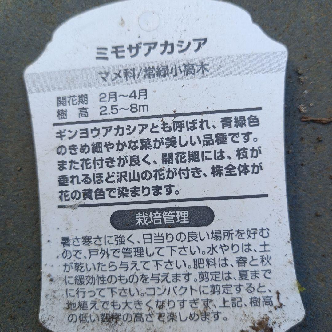 ミモザ　アカシア　　苗木　　　　　　　　　（ロングサイズです）