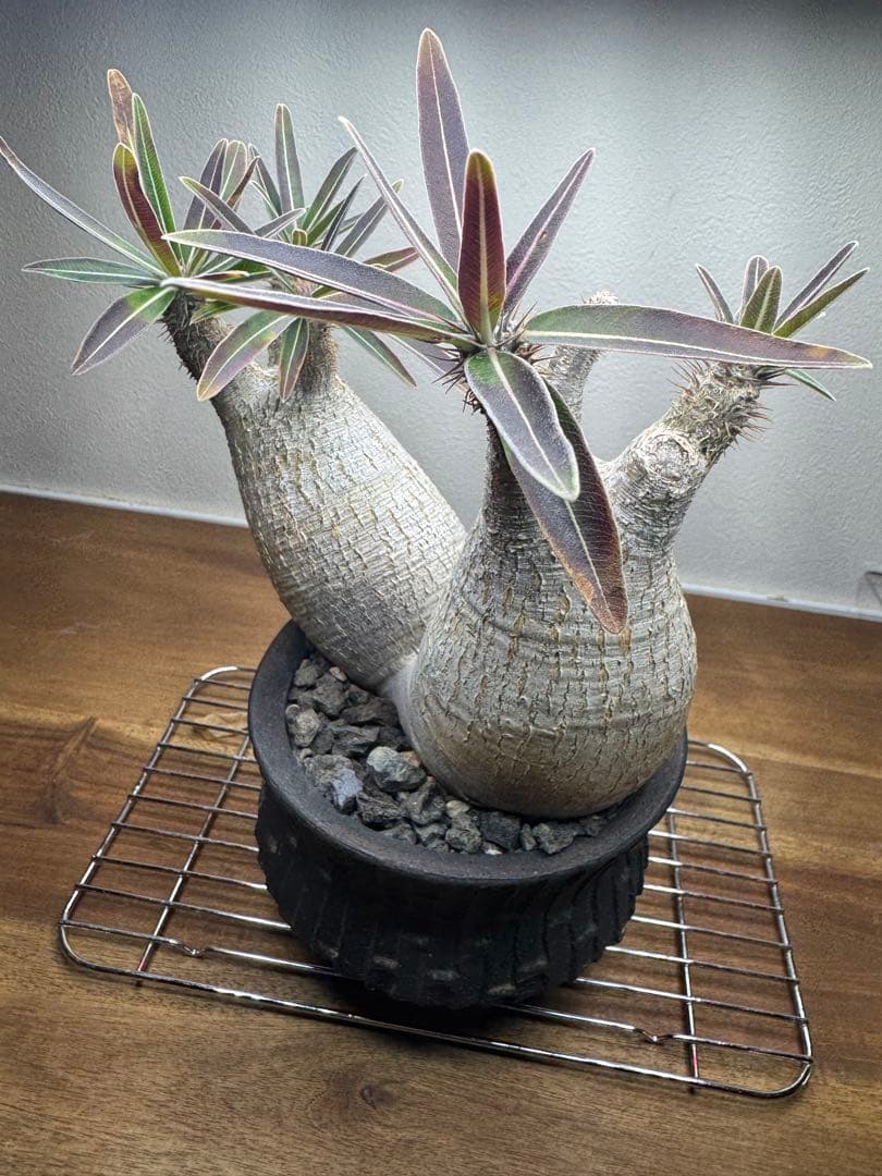 グラキリス　現地球　2頭　塊根植物 黒鉢付き　笠間焼　スリット鉢