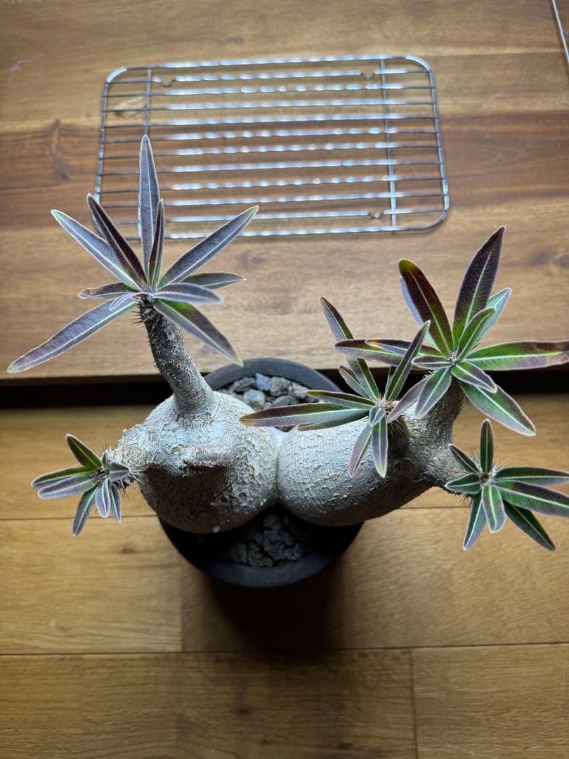 グラキリス　現地球　2頭　塊根植物 黒鉢付き　笠間焼　スリット鉢