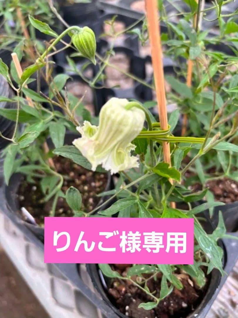 ☆クレマチス☆シェンロン☆3号鉢☆希少☆入手困難☆