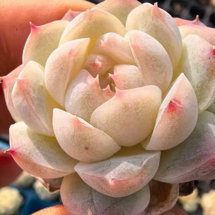 Top【選抜株】23471キャンディー　ハートHyb 105個 プラグトレー苗