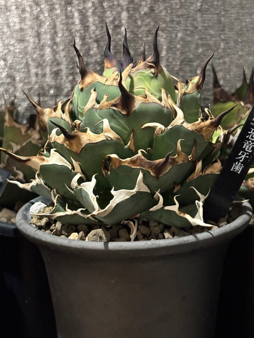 写真現物　アガベ ハデス　大株