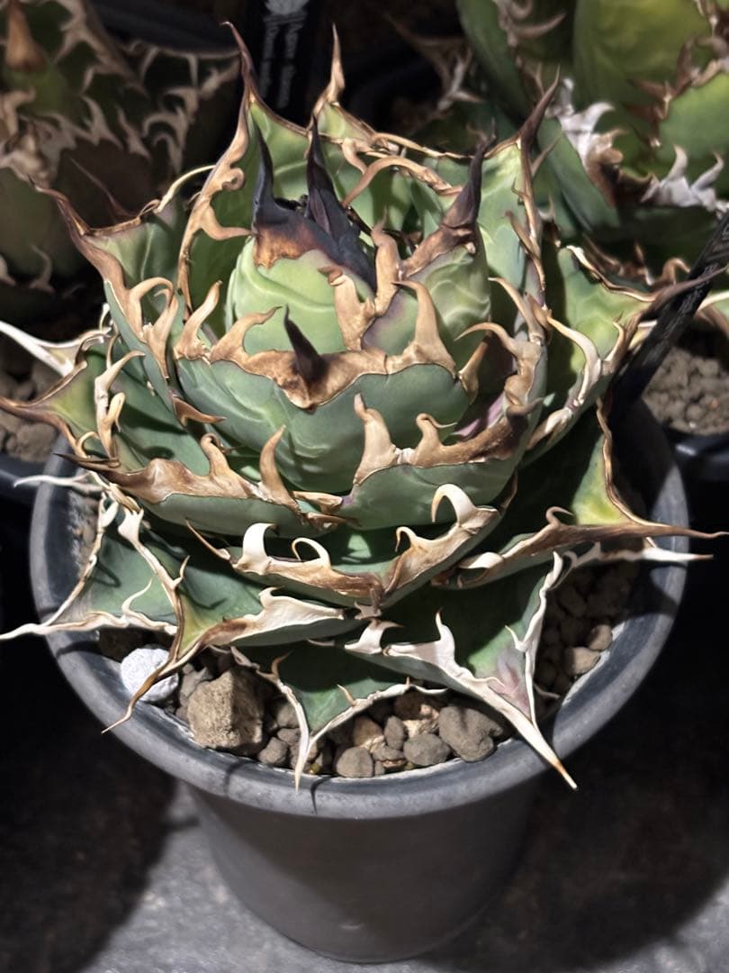 写真現物　アガベ ハデス　大株