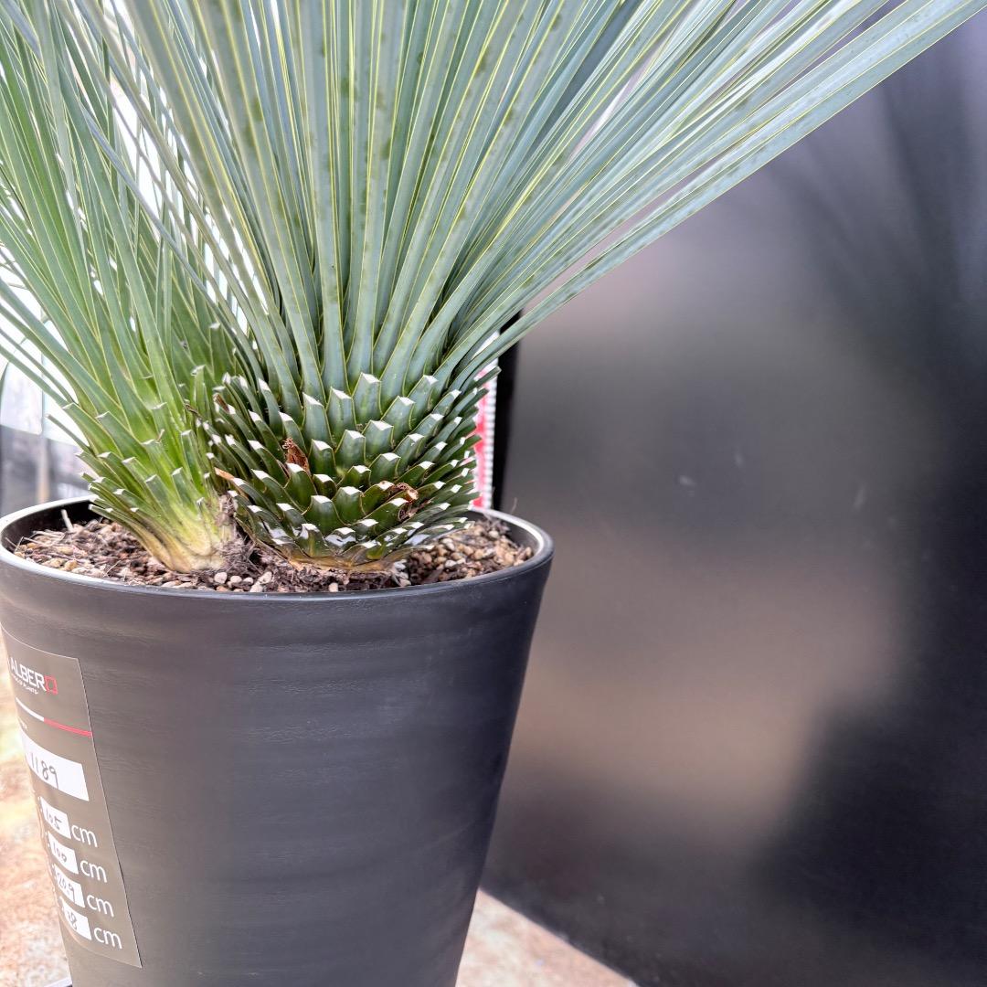 【AL1189】ユッカ　ロストラータ　ランチョブルー 　超希少４分頭