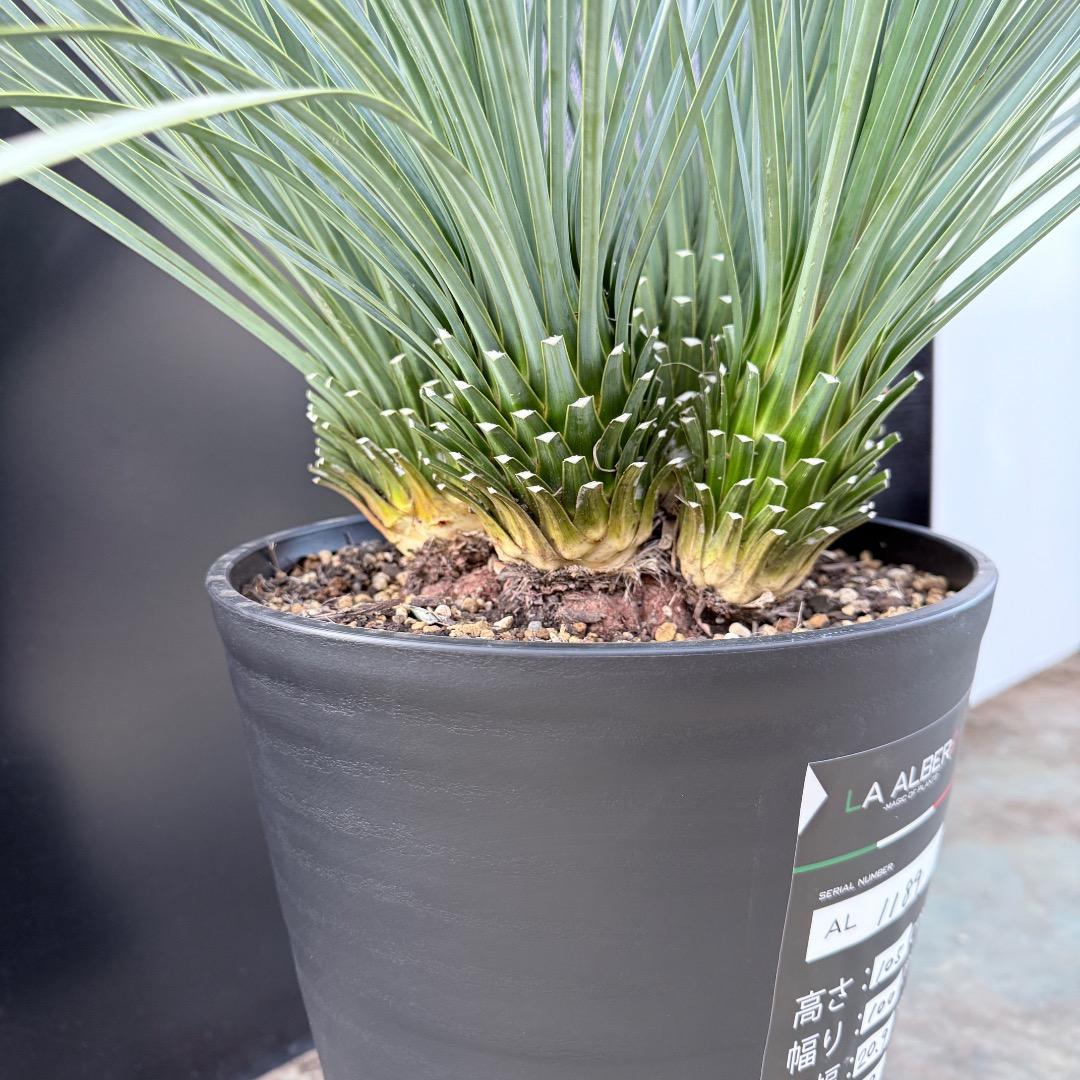 【AL1189】ユッカ　ロストラータ　ランチョブルー 　超希少４分頭