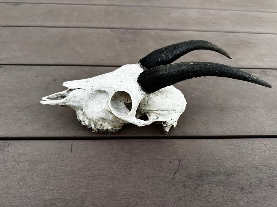 ニホンカモシカ[希少] 頭骨　頭蓋骨　スカル　鹿　角