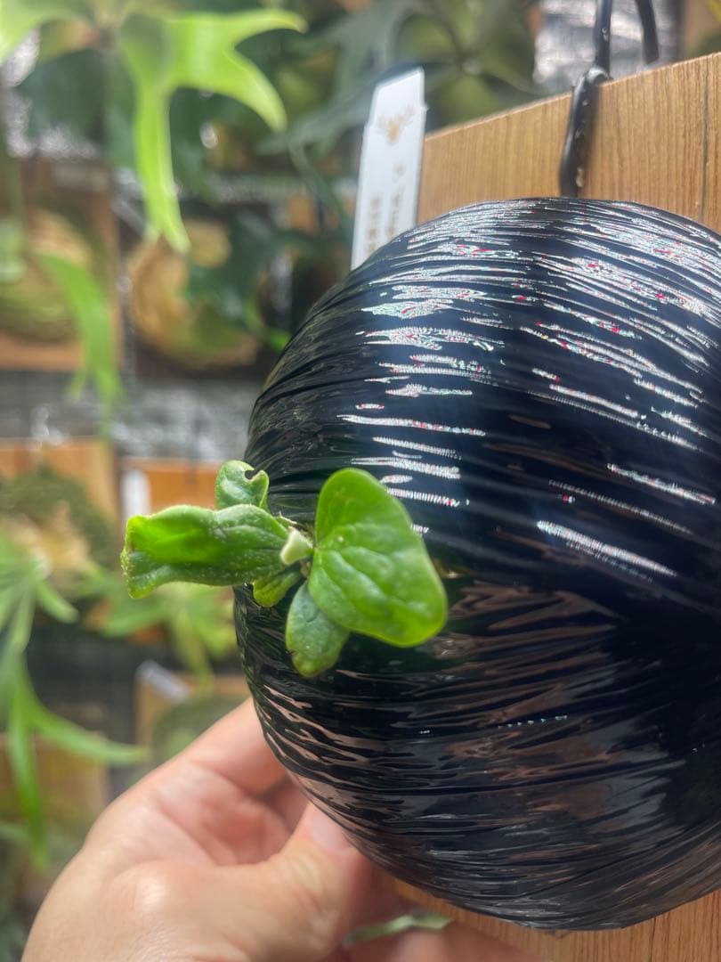 ビカクシダ P・wing of Angel