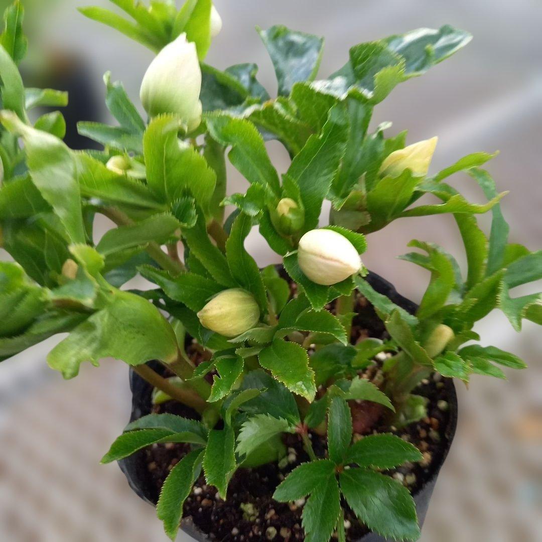 日曜日まで！値下げ！つぼみ30位！セミダブルクリスマスローズ、大苗、開花株