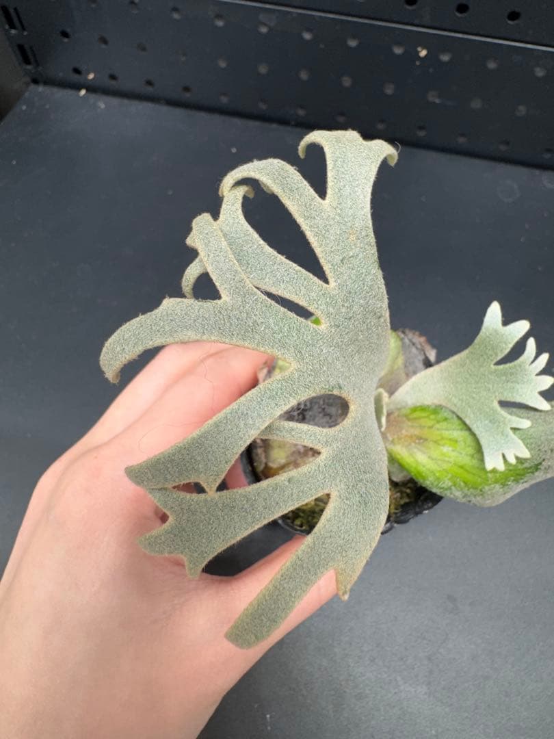 ビカクシダ　YMDS Totoro HHRナーセリータグ付け #347