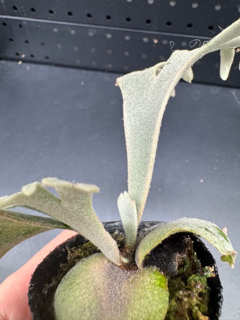 ビカクシダ　YMDS Totoro HHRナーセリータグ付け #347