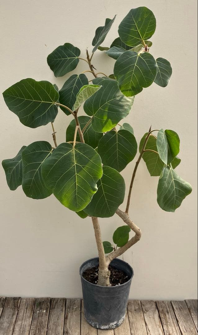 フィカス　エベレスト　曲がり