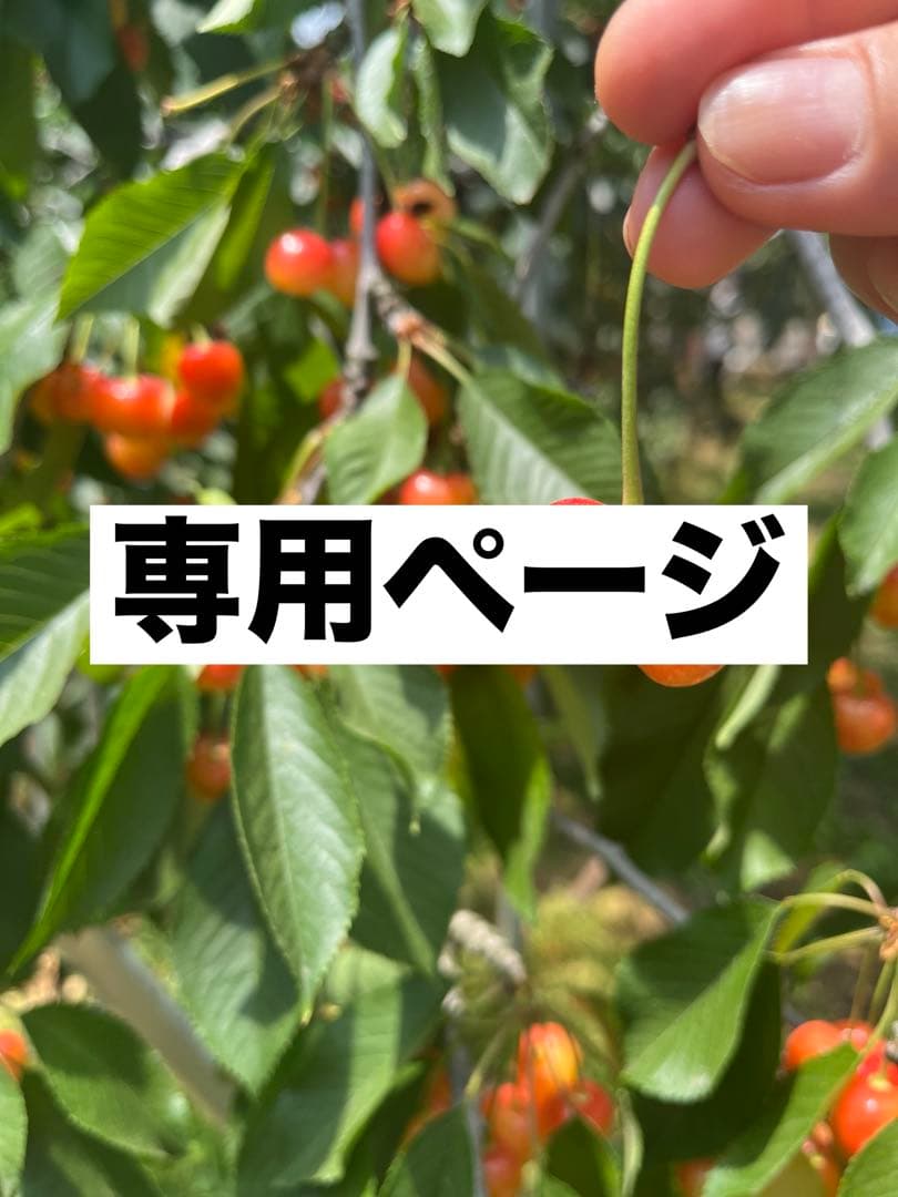 INIOS+ デオドラントクリーム 45g 日本製　3個の料金