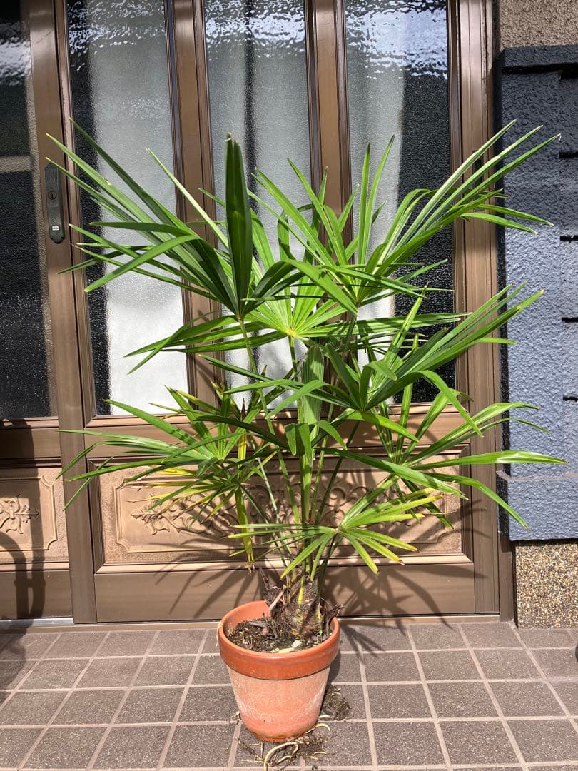観葉植物　シュロ