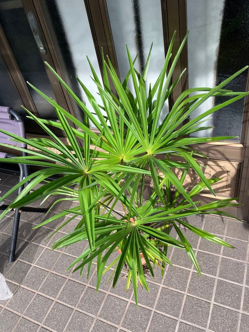 観葉植物　シュロ