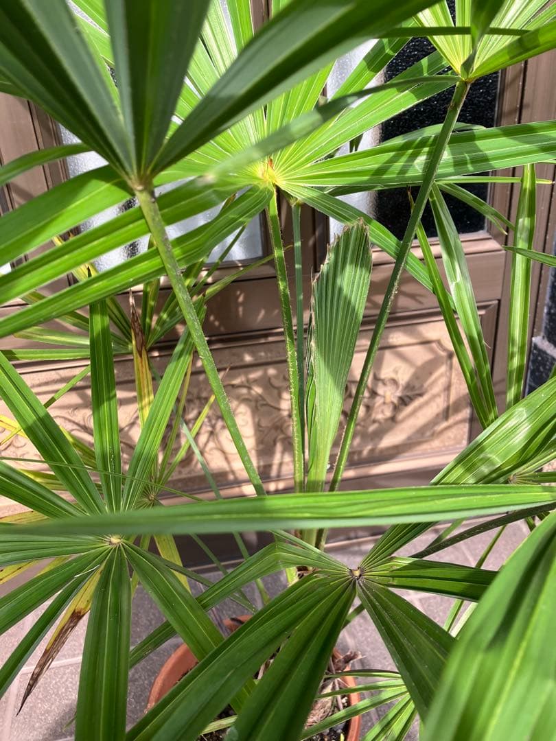 観葉植物　シュロ