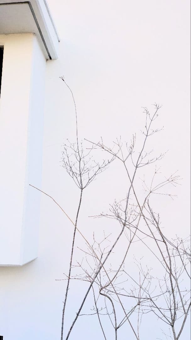 神秘的。山採りドウダンツツジ。