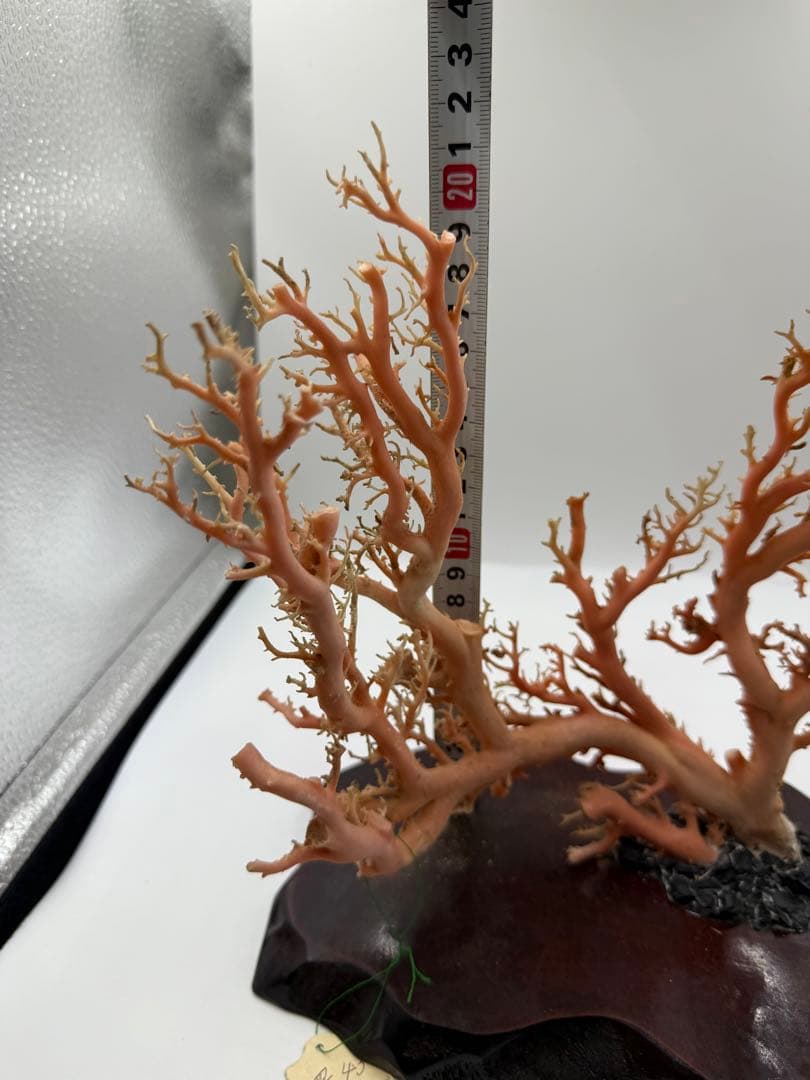 桃色珊瑚置物
