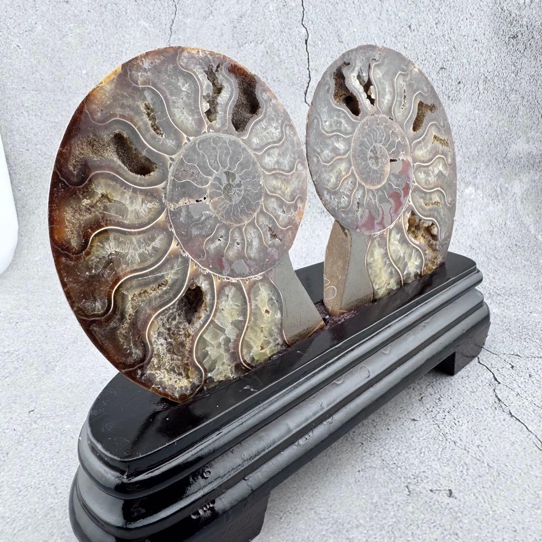 G-138天然アンモナイト 化石 左右対称ペアスライス 台座付き 鑑賞標本