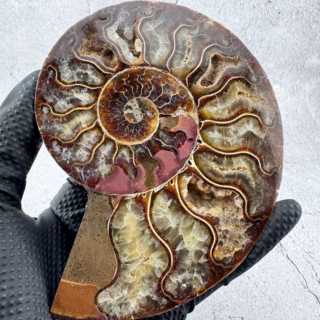 G-138天然アンモナイト 化石 左右対称ペアスライス 台座付き 鑑賞標本