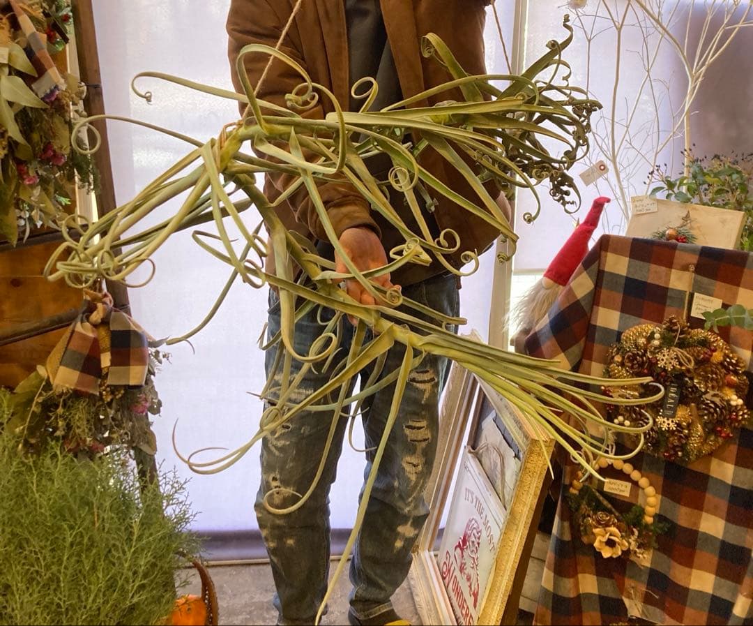 チランジア ドゥラティ