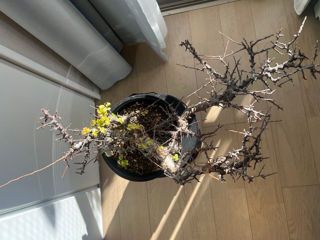 【発根済】コミフォラ エイル　灌木 塊根