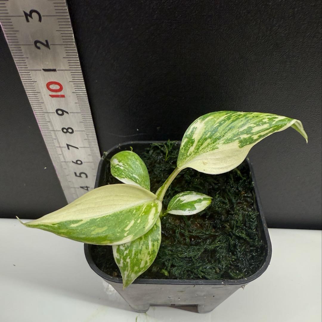 フィロデンドロン　グロリオーサム　トリカラー　斑入り