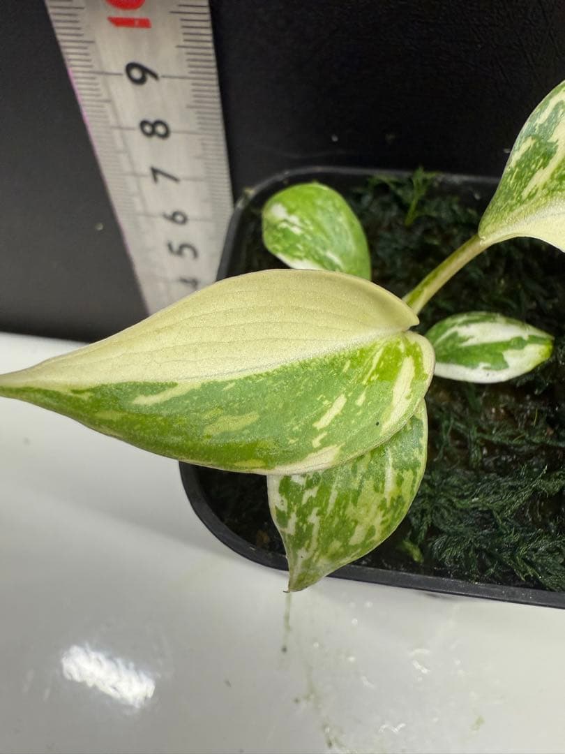 フィロデンドロン　グロリオーサム　トリカラー　斑入り