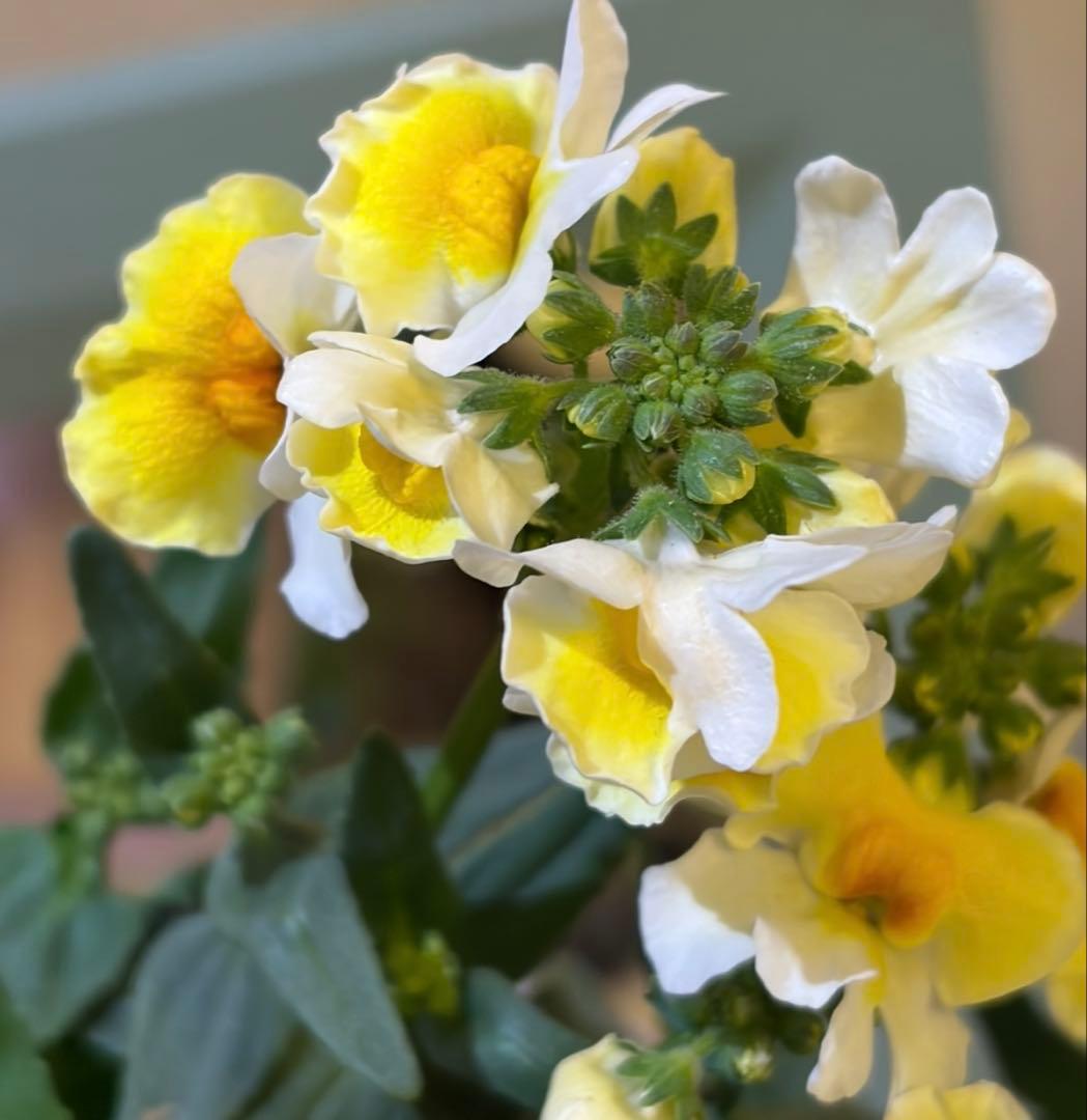 ちー様　確認用