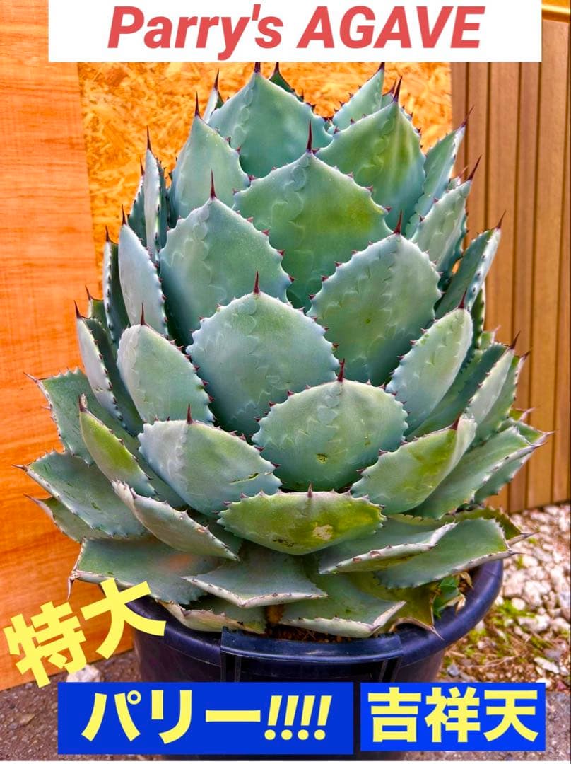 特大パリー　吉祥天　アガベ