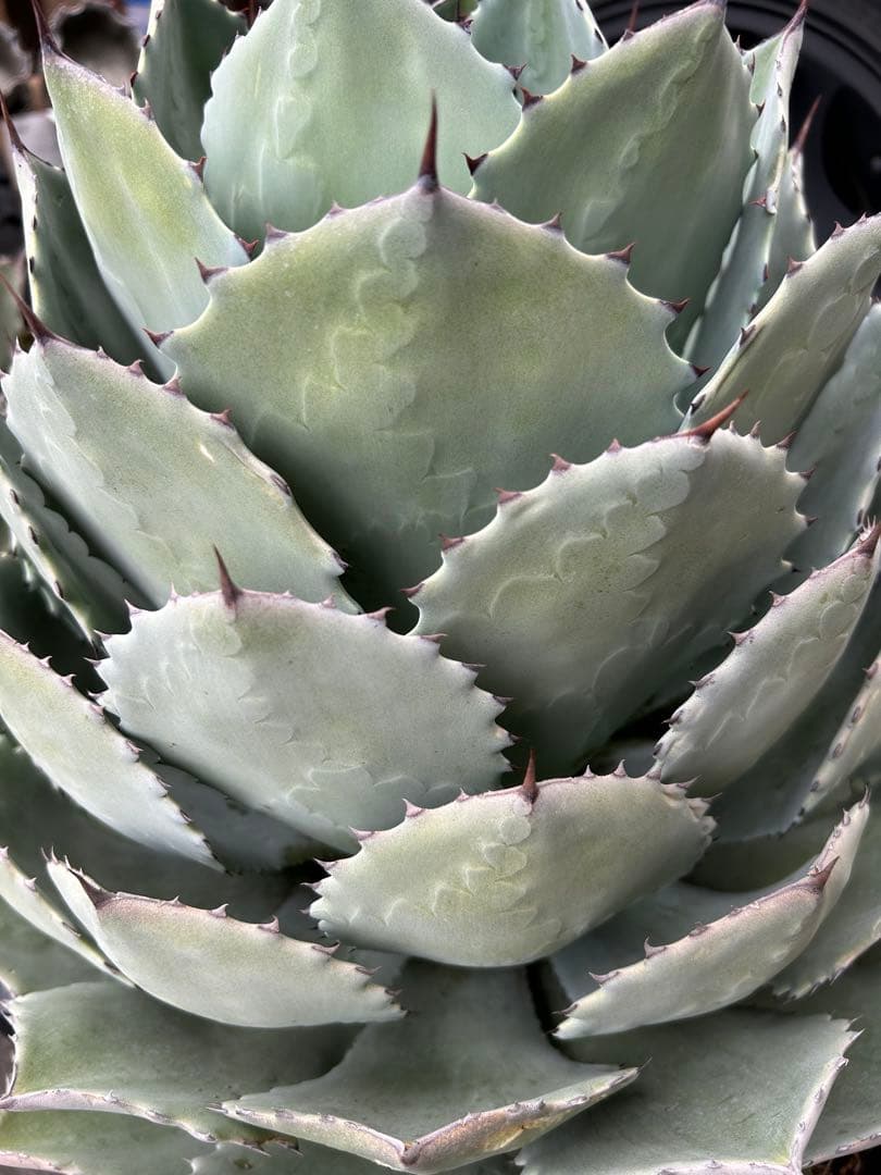 特大パリー　吉祥天　アガベ