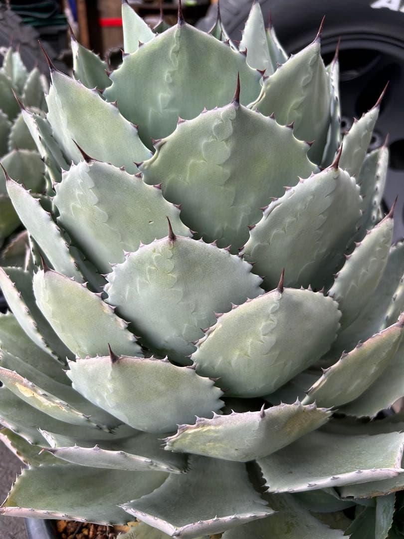 特大パリー　吉祥天　アガベ