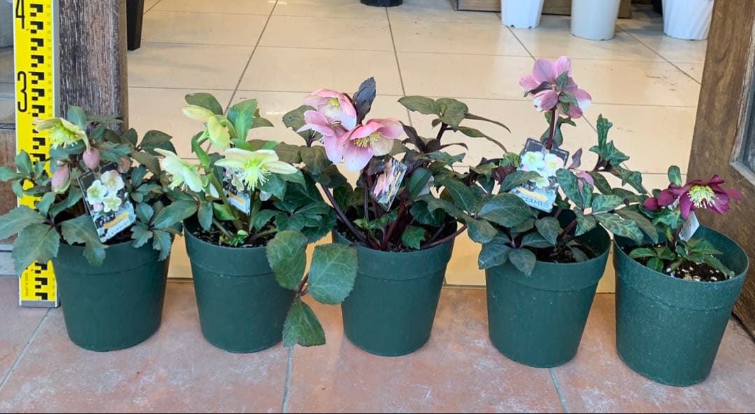 クリスマスローズ 花苗 5種セット