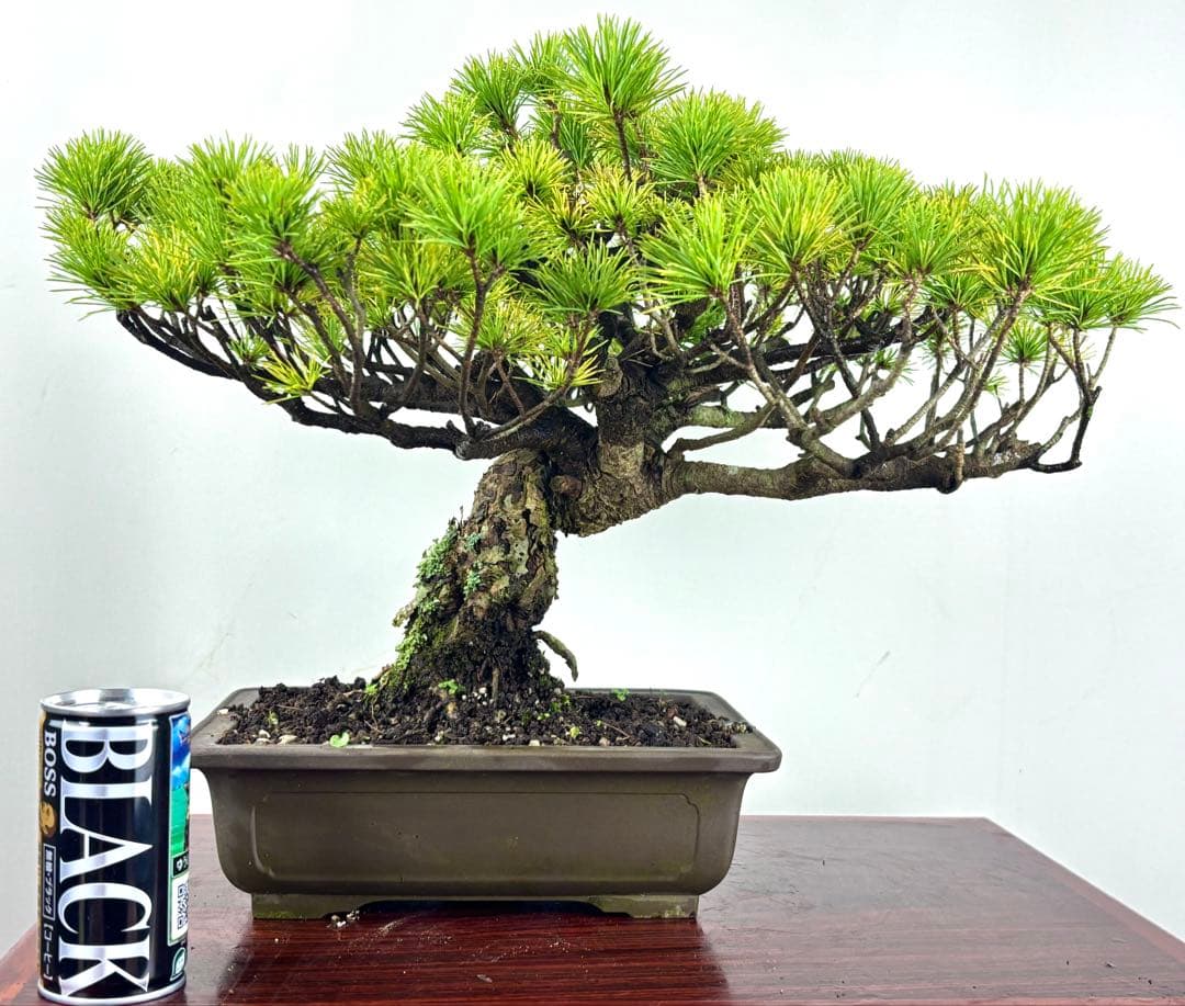 五葉松　盆栽
