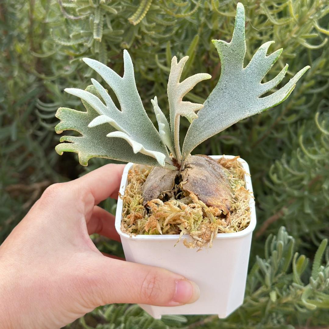 Yellow moon dwarf ’totoro’ sporeling 509