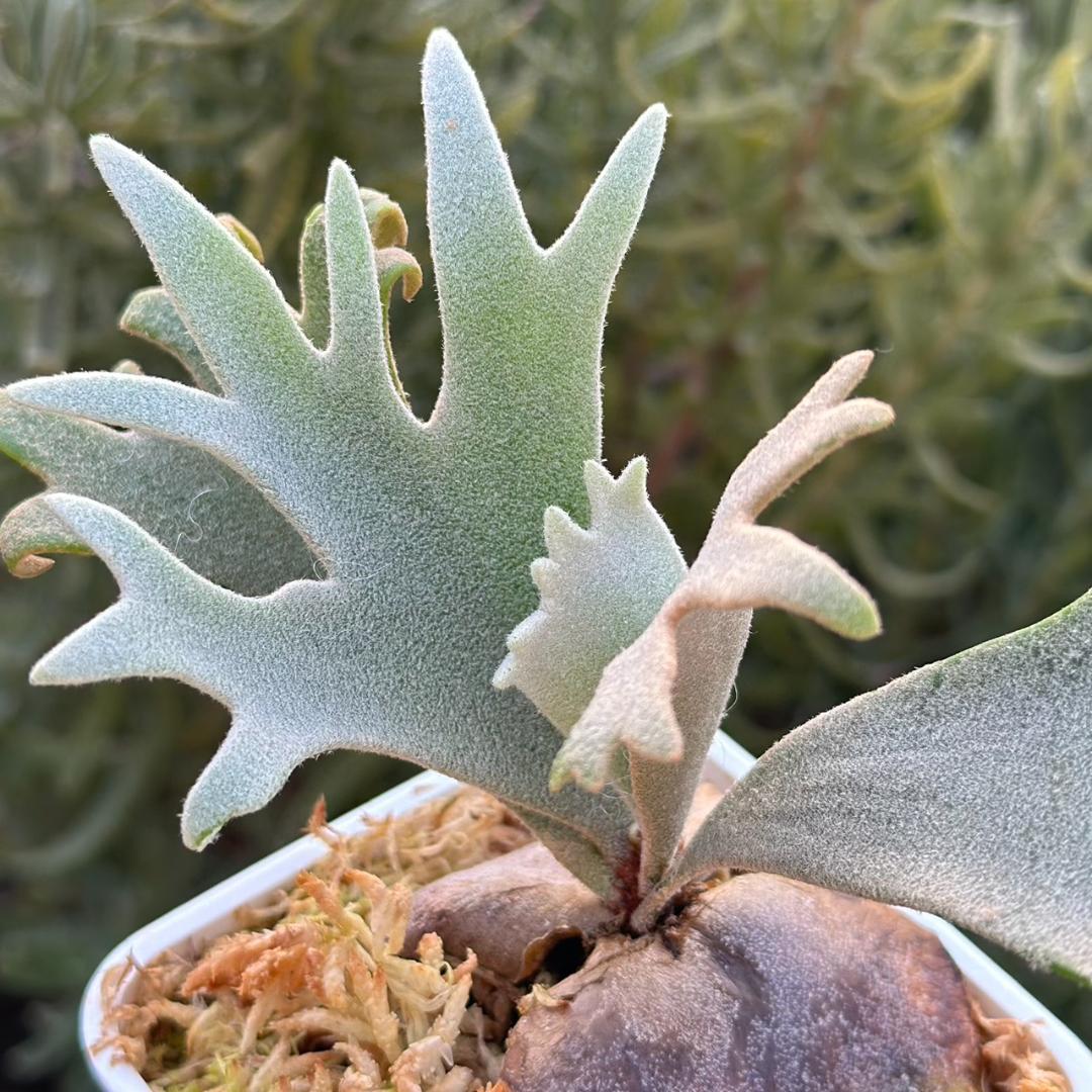 Yellow moon dwarf ’totoro’ sporeling 509