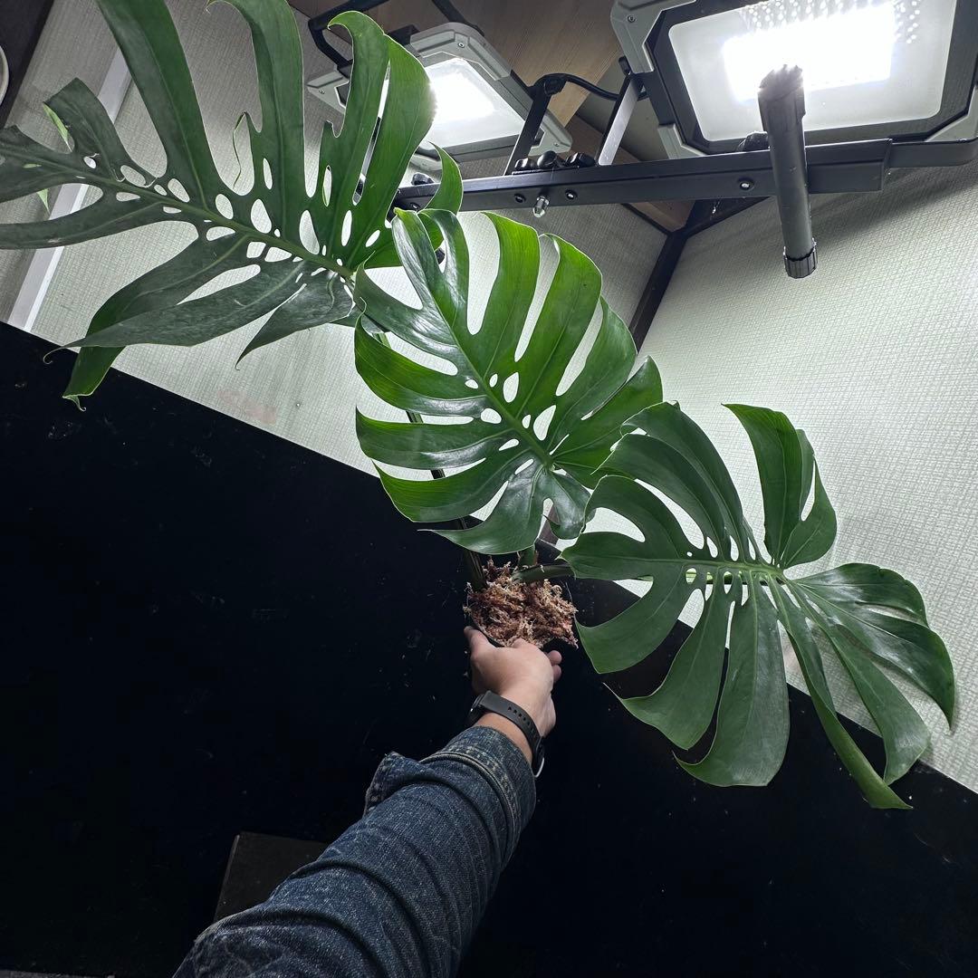 モンステラデリシオーサマクロコズム超希少系統鉢植え67㎝