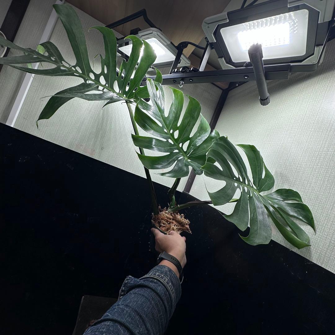 モンステラデリシオーサマクロコズム超希少系統鉢植え67㎝