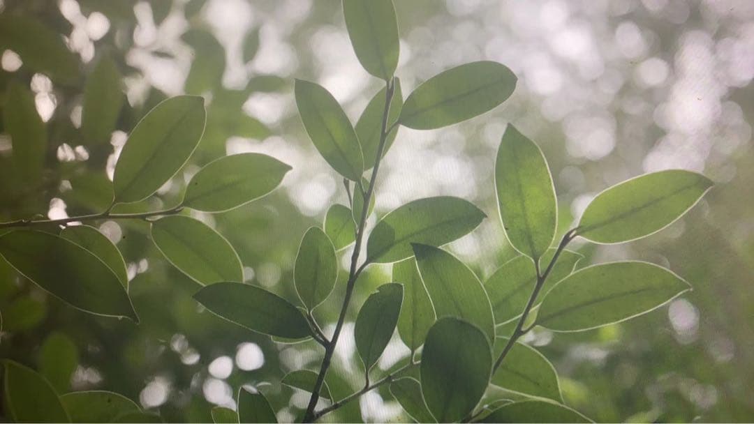 神木の葉 卸売 ご協力いただける方はぜひご相談ください。