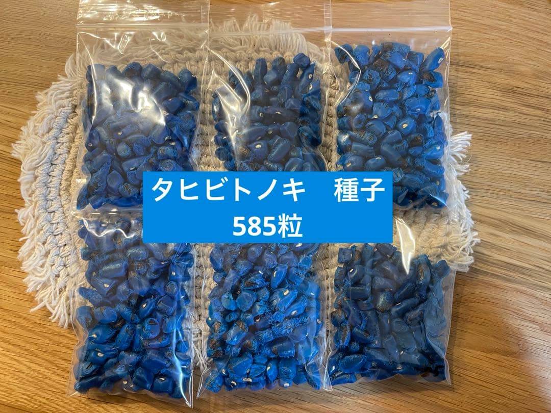 タヒビトノキ　種子　585粒