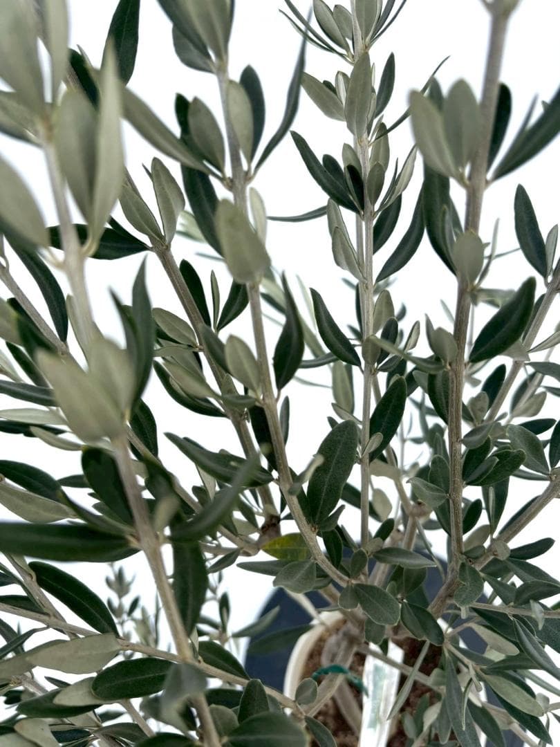 オリーブの木　ホワイト　7号　約115cm　NO.856　希少品種　現品掲載