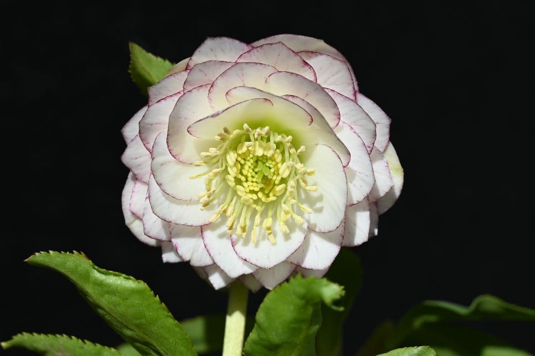 クリスマスローズ　認定Little　Collection　加藤農園